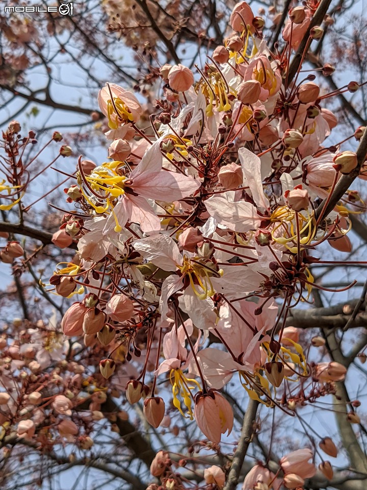 花旗木 台南市永康區忠孝運動公園 03/20
