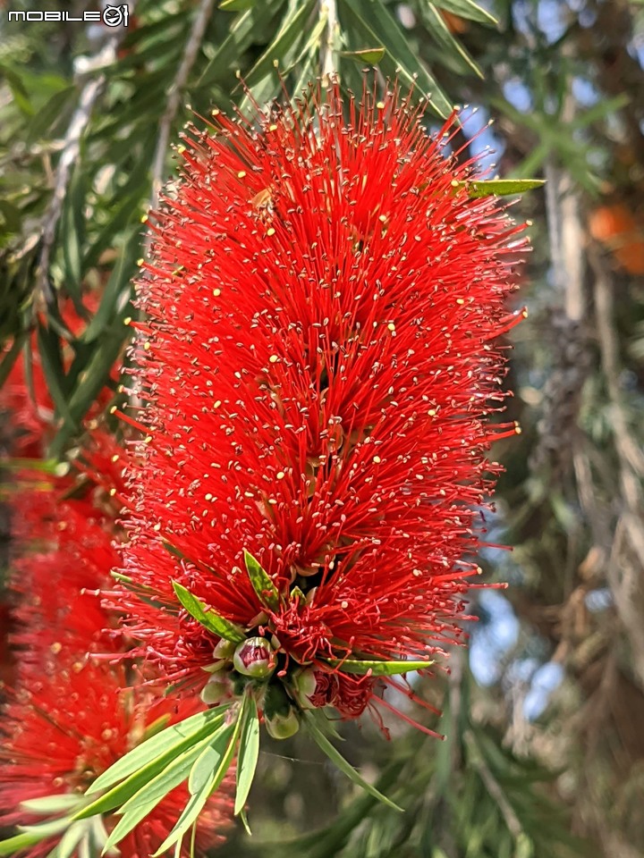 木棉花+紅瓶刷 台南市東區巴克禮公園 03/06