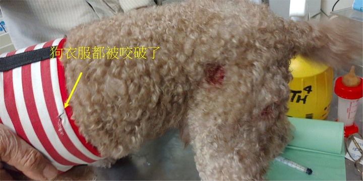 台南虎頭埤風景區野狗攻擊事件