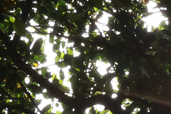 Canon RF 70-200mm f/4L IS USM 評測報告｜面面俱到的新世代小三元！