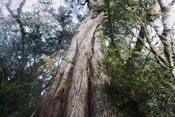 【寒流來了，我要活下去】｜能高越嶺古道(結冰環境硬要睡單層帳)