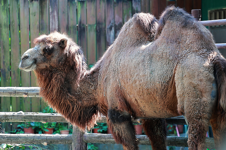 木柵動物園一日遊 Feat.Canon EOS R6