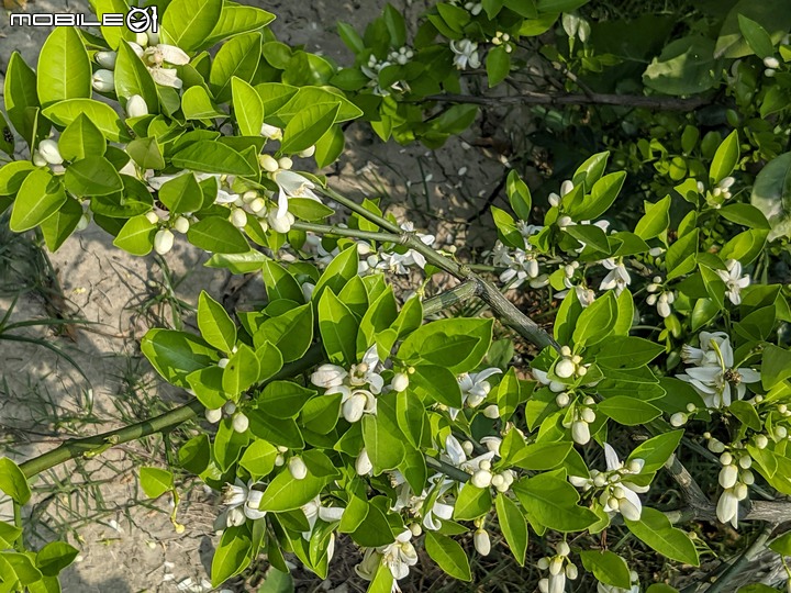 兔兒菜+柑橘花 台南市佳里區佳福寺 02/27