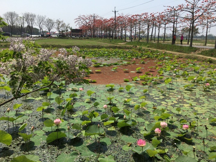 騎遊全球最美木棉花道在白河