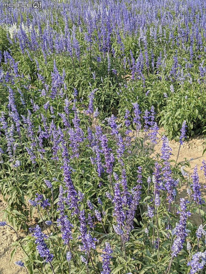 蜀葵花 台南市學甲區光華里 03/20