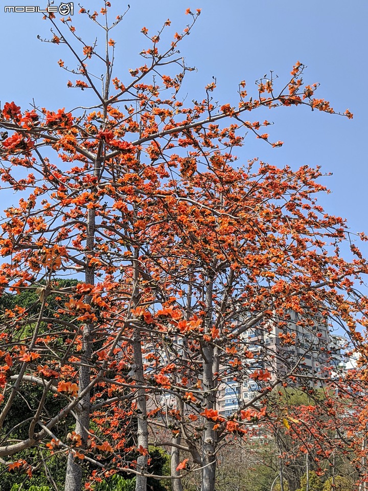 木棉花+紅瓶刷 台南市東區巴克禮公園 03/06
