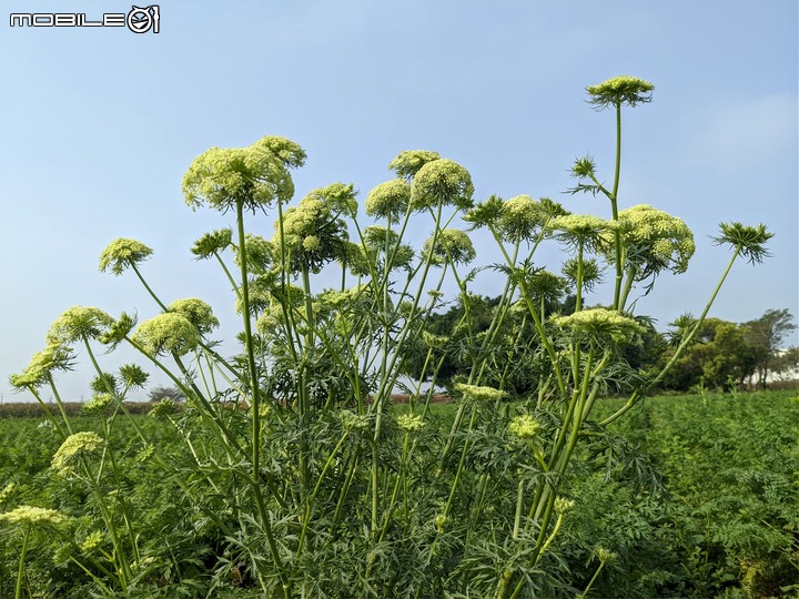 紅蘿蔔花 台南市西港區中央公園 02/27