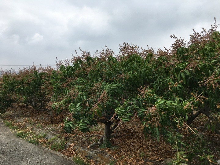 騎訪南迴鐵路上的祕境．枋山車站