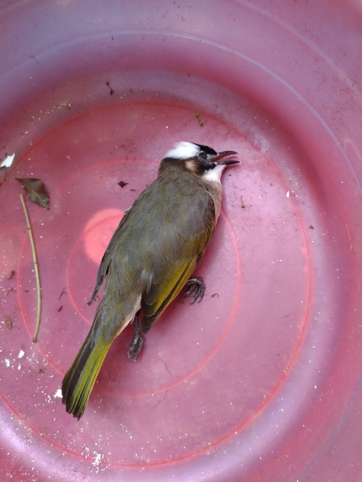 鳥從樹上掉下來了