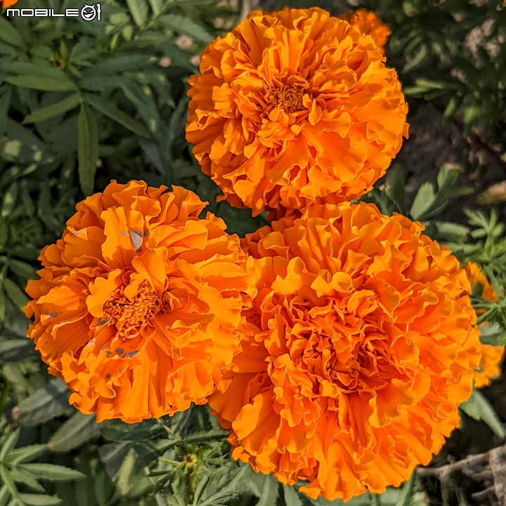 蜀葵花 台南市學甲區光華里 03/20
