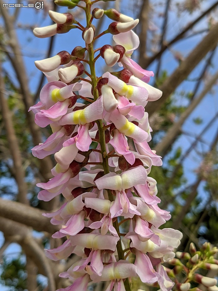 苦楝+南洋櫻 台南市安平區湖濱水鳥公園 03/06