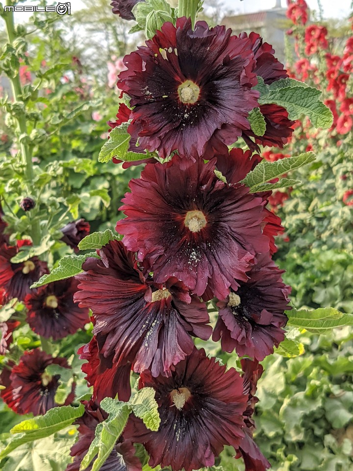 蜀葵花 台南市學甲區光華里 03/20