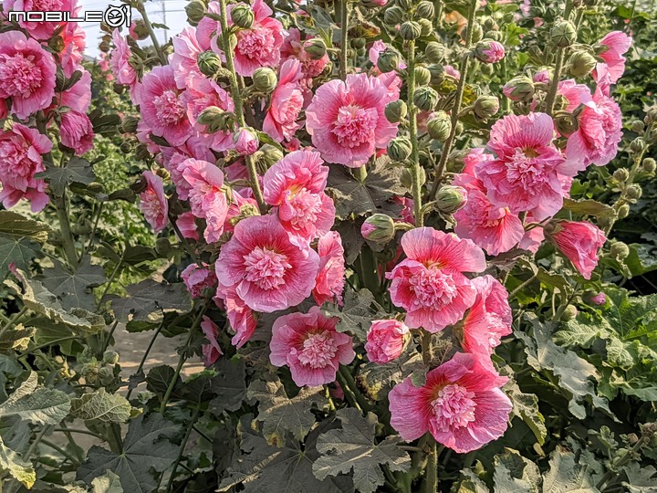 蜀葵花 台南市學甲區光華里 03/20