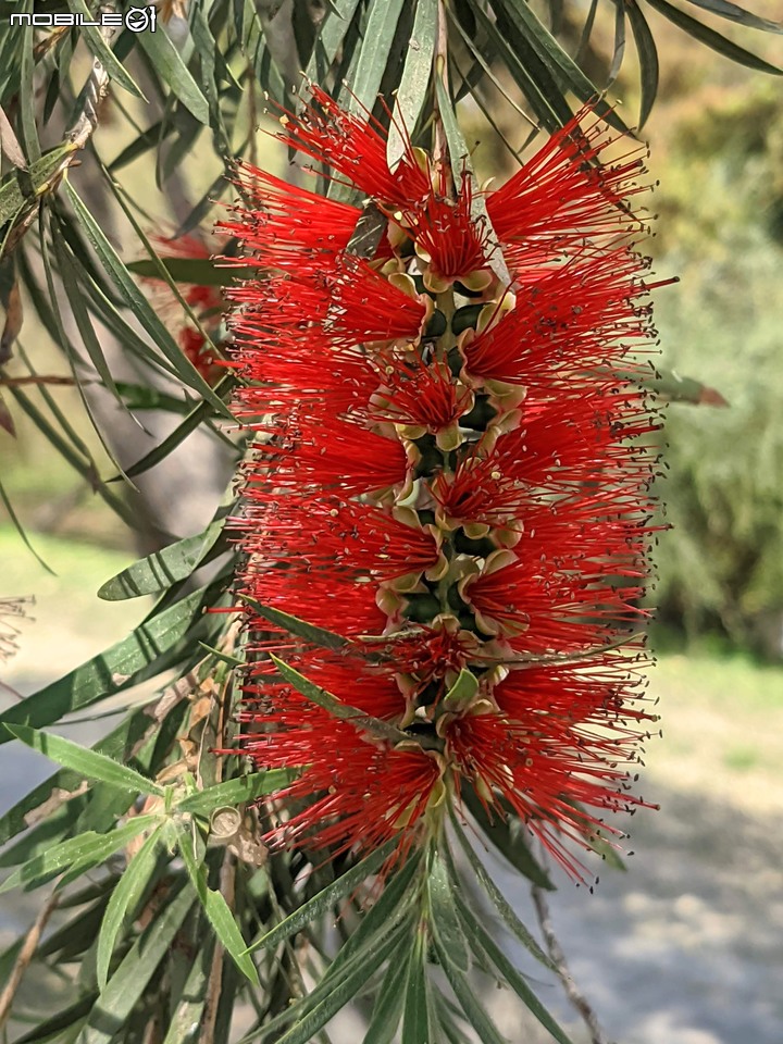木棉花+紅瓶刷 台南市東區巴克禮公園 03/06