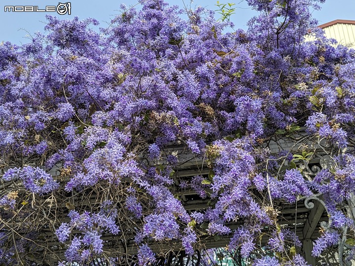 錫葉藤 台南市永康區永大路二段藝園園藝 03/14