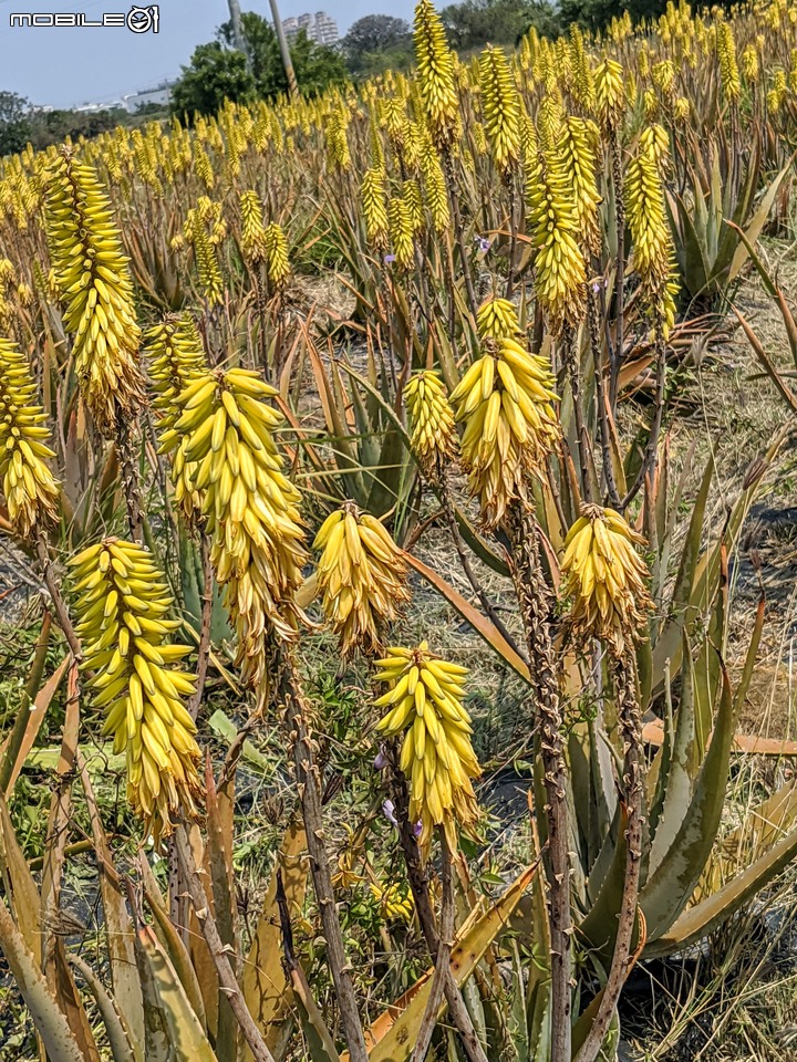 蘆薈花 台南市安南區清新蘆薈園 03/13