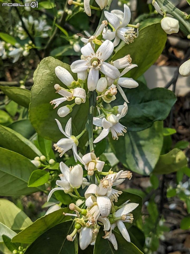 兔兒菜+柑橘花 台南市佳里區佳福寺 02/27