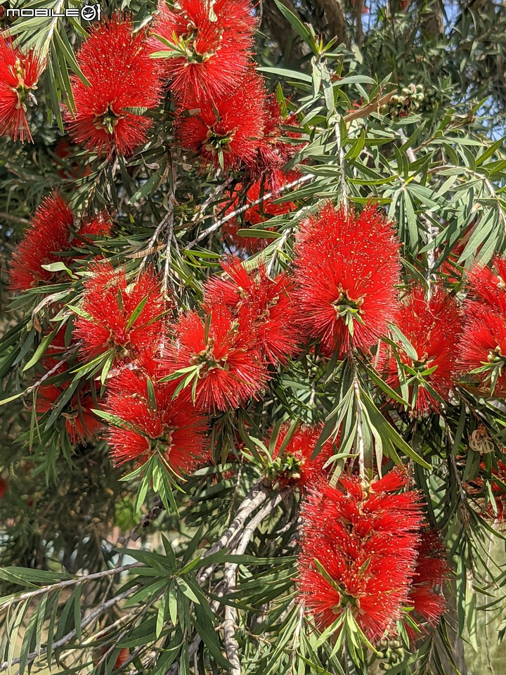 木棉花+紅瓶刷 台南市東區巴克禮公園 03/06