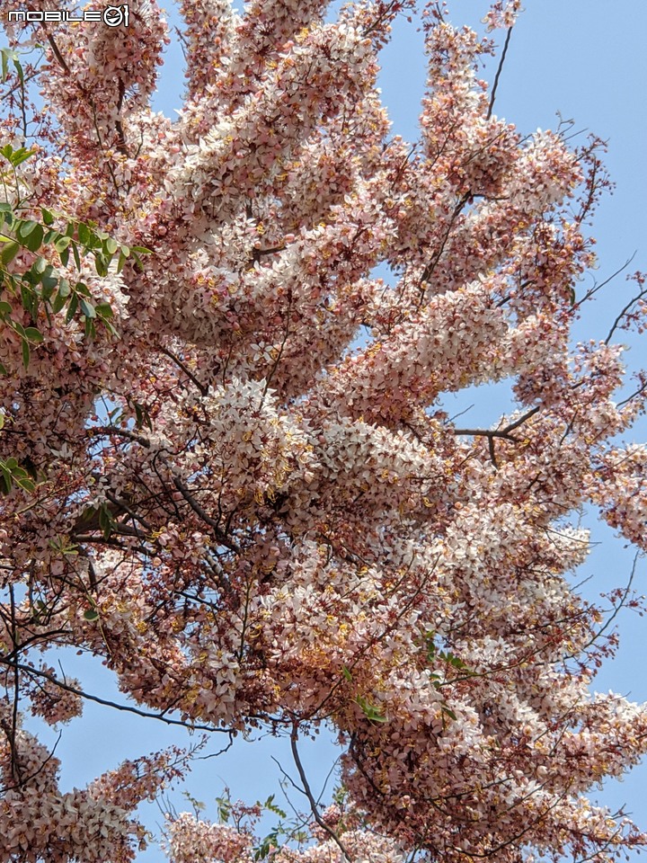 花旗木 台南市永康區忠孝運動公園 03/20