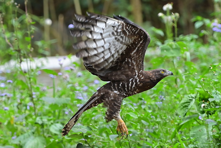 點我看大圖 Nikon D6+556PF蜂鷹的追焦,以D6立下的追焦標準,樂見將來Z9能超越這標準。