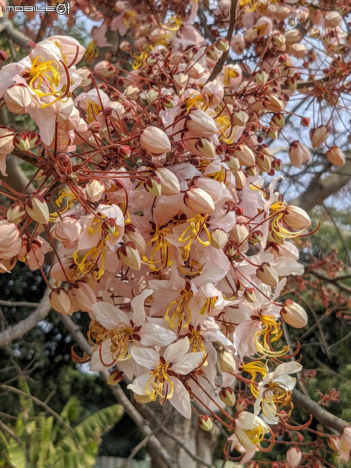 花旗木 台南市永康區忠孝運動公園 03/20