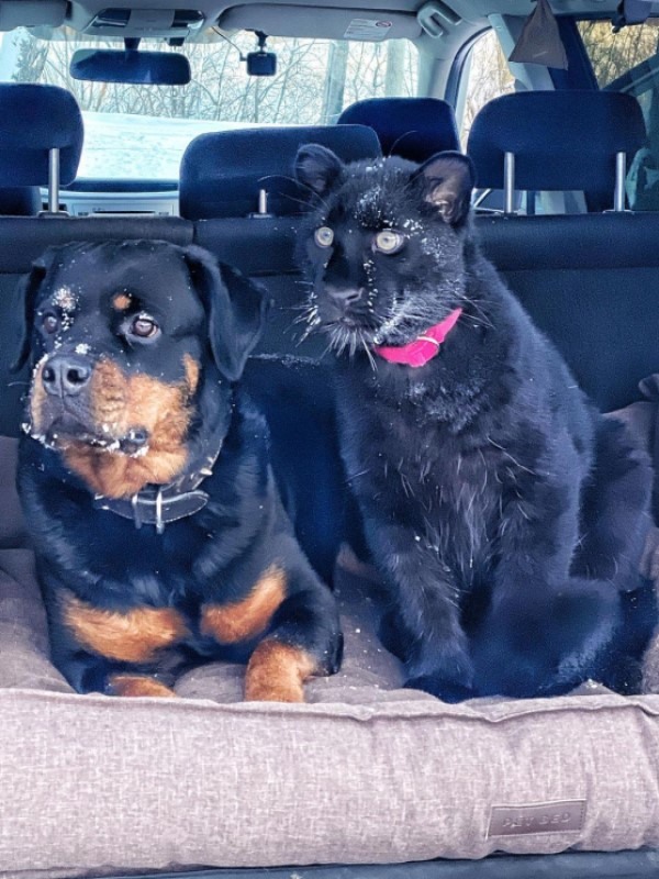 黑豹獲救自認是「家貓」與羅威納犬變好友：牠是我麻吉！