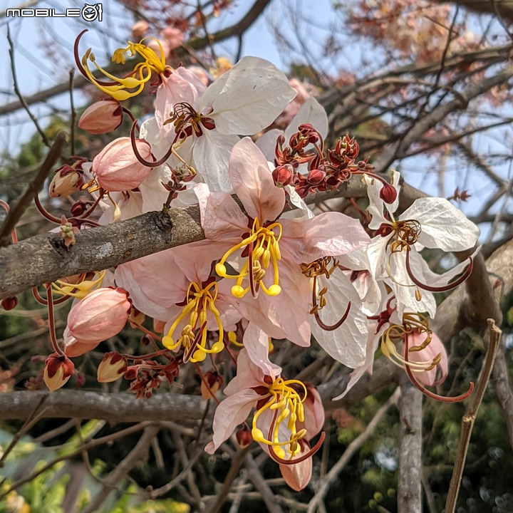 花旗木 台南市永康區忠孝運動公園 03/20