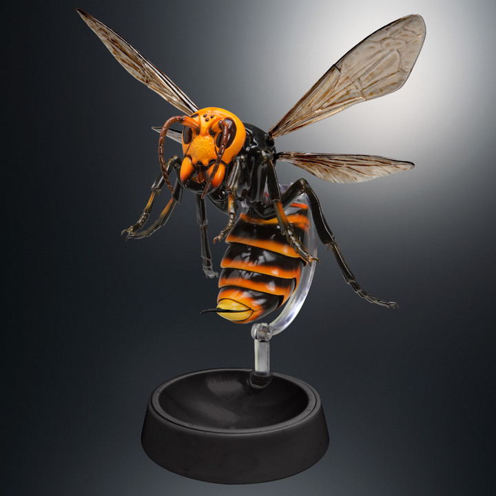 擬真轉蛋 生物圖鑑ADVANCE 黃蜂 台灣萬代官方線上轉蛋網站 GASHAPON ONLINE TAIWAN 開放訂購！