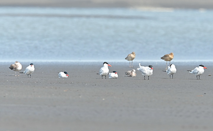 點我看大圖 Z7II在3月29日高屏溪出海口,紀錄20隻黦鷸(紅腰杓鷸)。