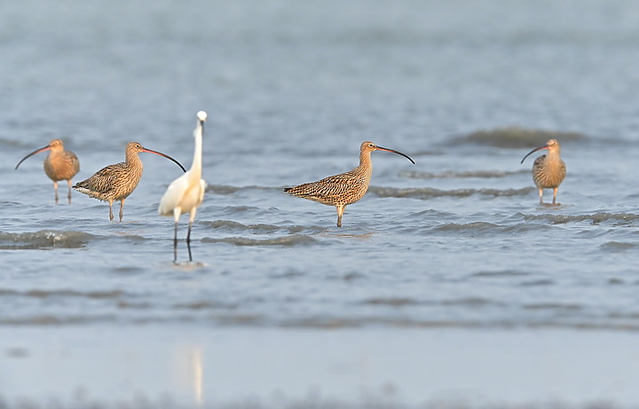 點我看大圖 Z7II在3月29日高屏溪出海口,紀錄20隻黦鷸(紅腰杓鷸)。
