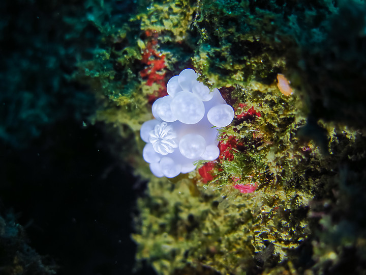 【水下影像】228連假潛水紀錄