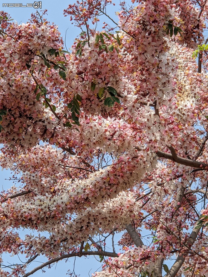 花旗木 台南市永康區忠孝運動公園 03/20