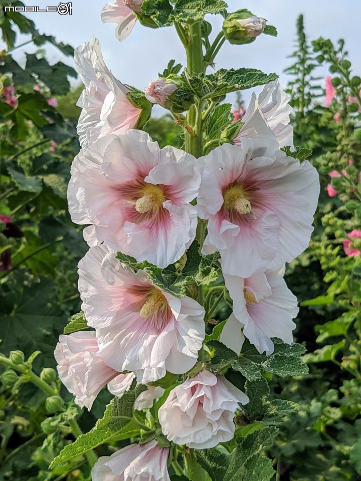 蜀葵花 台南市學甲區光華里 03/20