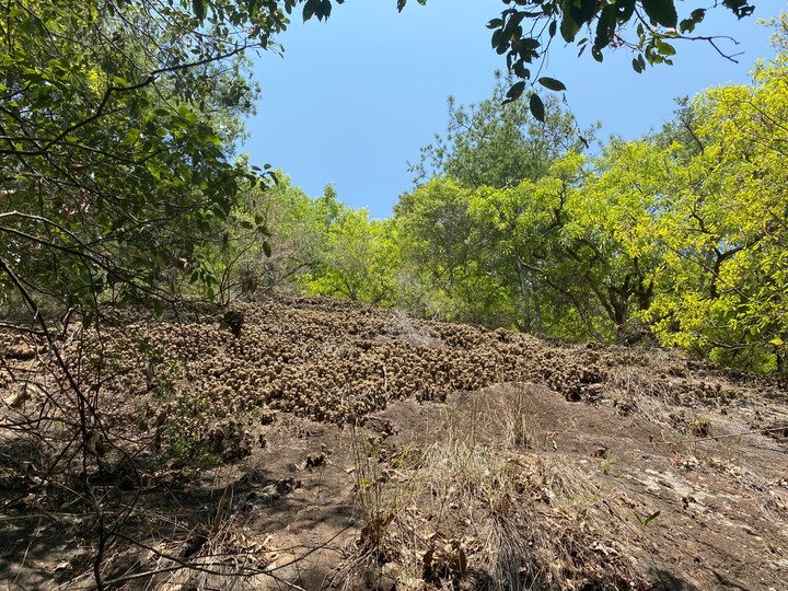 台中和平｜東卯山．平緩蓊鬱山林，七雄裡登頂展望最佳