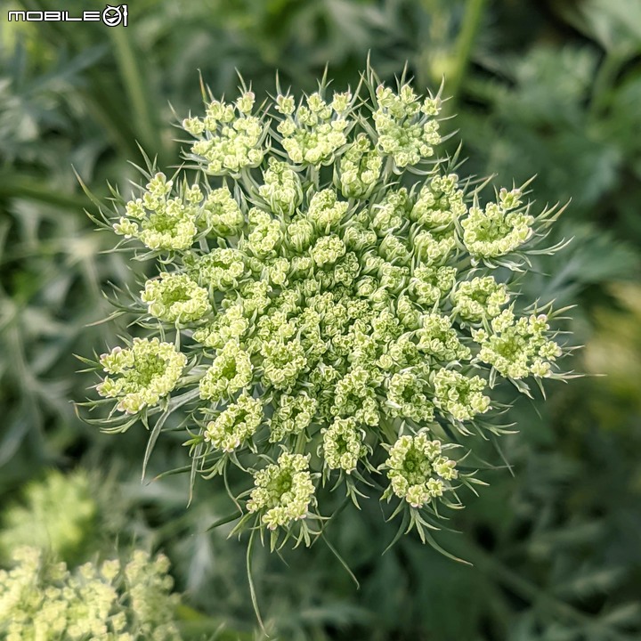 紅蘿蔔花 台南市西港區中央公園 02/27