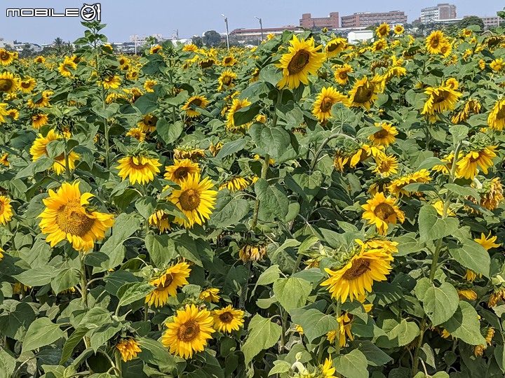百日菊+大波斯菊 台南市鹽水區信義路 02/27