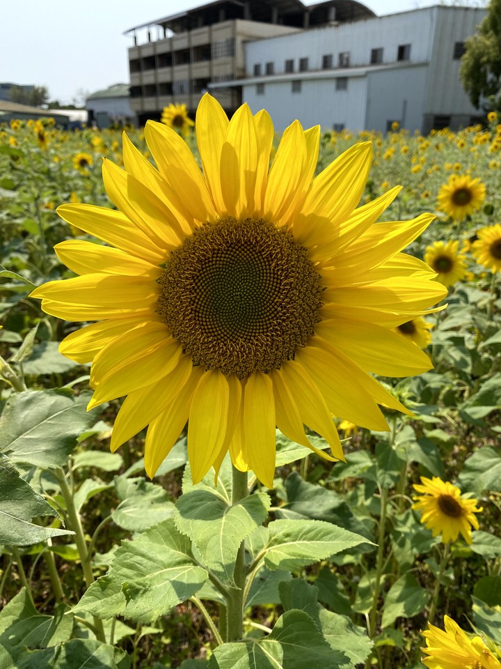台中潭子盛開的向日葵花田