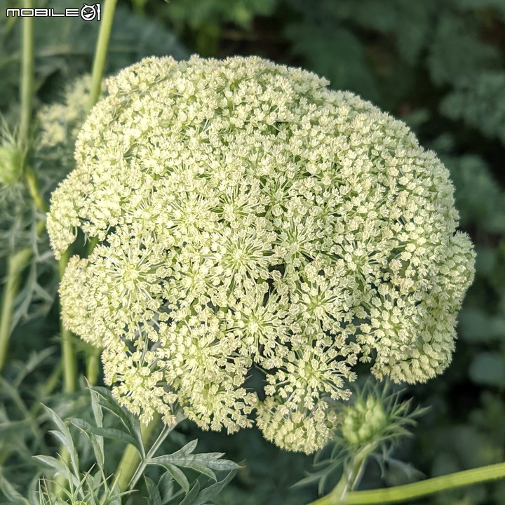 紅蘿蔔花 台南市西港區中央公園 02/27
