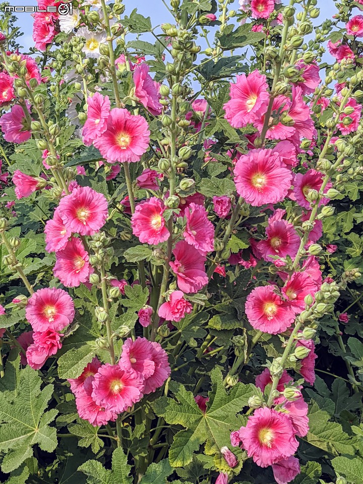 蜀葵花 台南市學甲區光華里 03/20