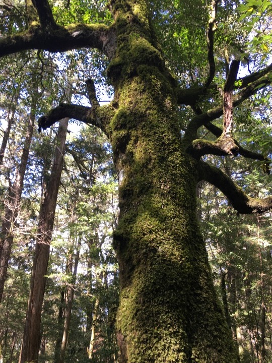 世紀奇峰-大霸群峰之旅