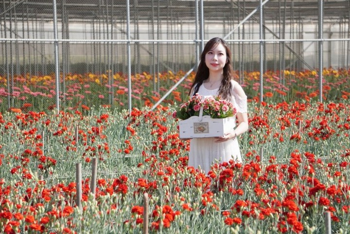 帶媽媽來看花海!彰化「董家花田」康乃馨悄悄盛開中!