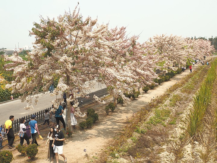 臺南市 西港 金砂里花旗木步道 — 盛開中的花旗木步道，懷想昔日糖鐵點滴