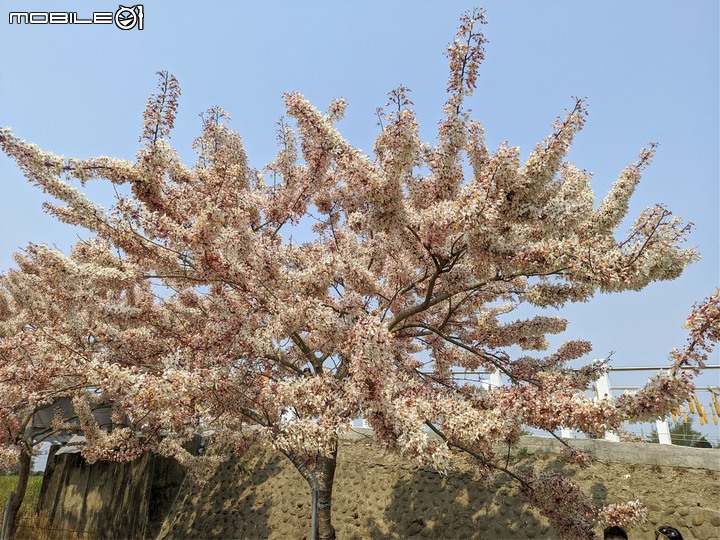 萬壽菊 台南市學甲區光華里 04/03