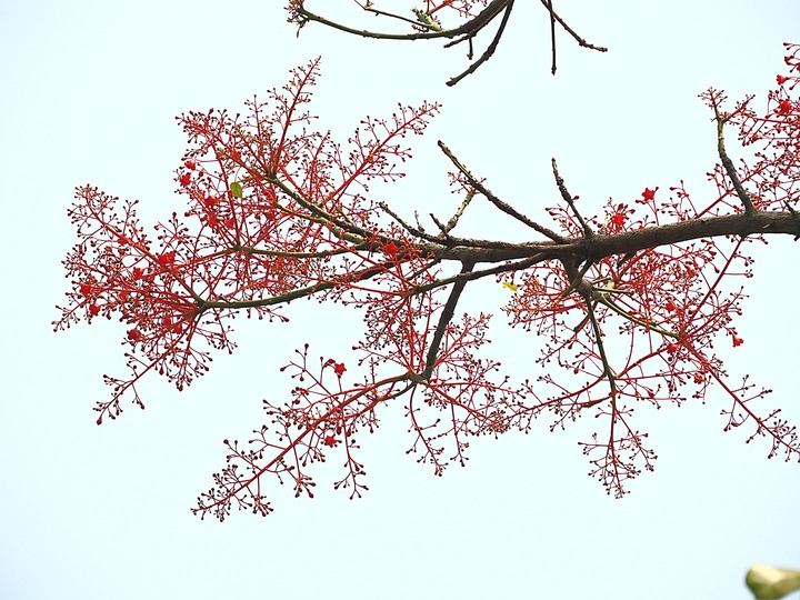 臺南市 西港 金砂里花旗木步道 — 盛開中的花旗木步道,懷想昔日糖鐵點滴