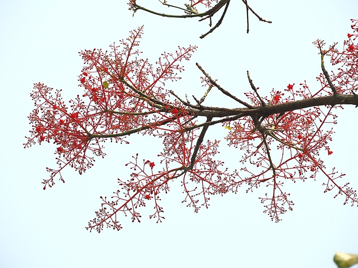 臺南市 西港 金砂里花旗木步道 — 盛開中的花旗木步道，懷想昔日糖鐵點滴