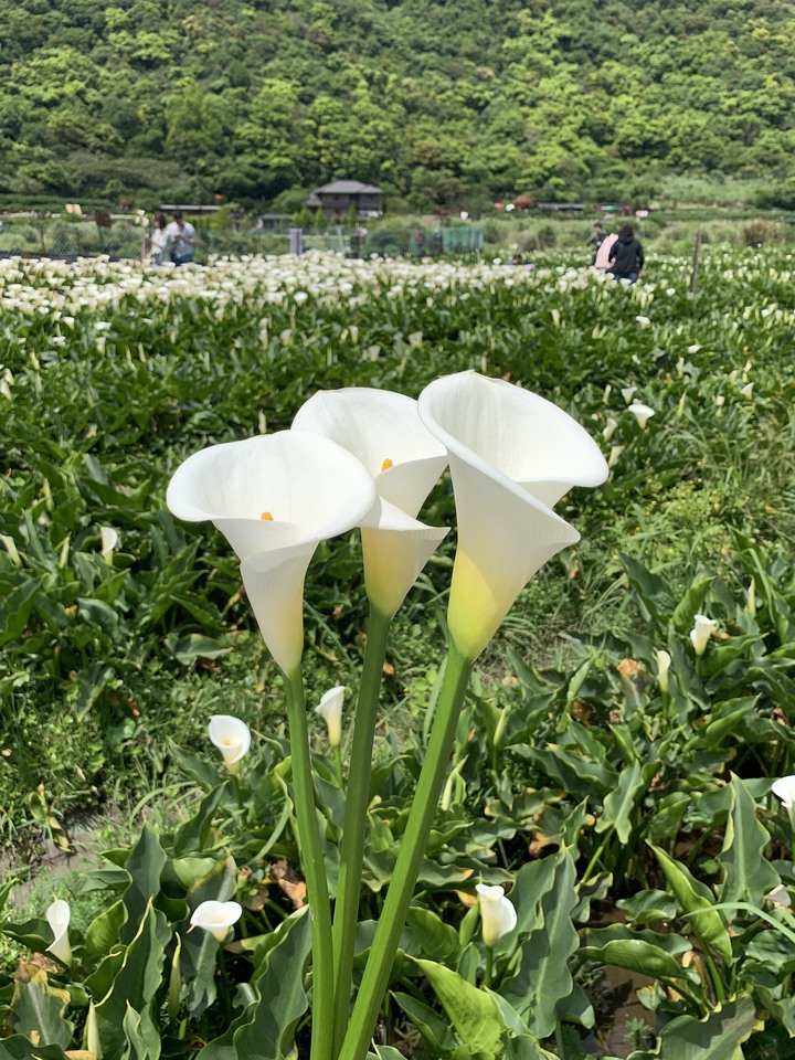 陽明山海芋季＋三芝秘境咖啡廳(內有租irent遭撞處理狀況)