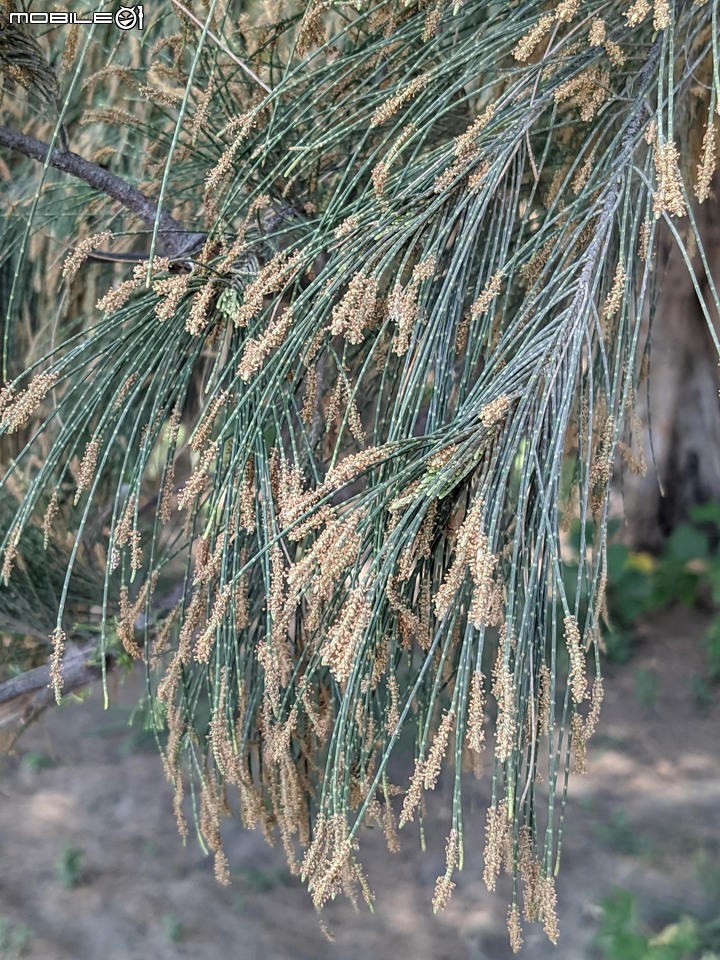 木麻黃 台南市安平區湖濱水鳥公園 04/11