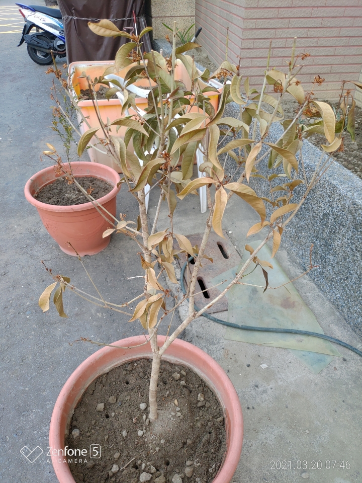 請問我的桂花還有救嗎