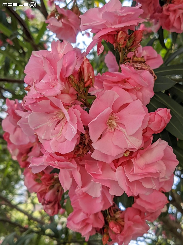紅花夾竹桃 台南市南區藝術轉角 04/11