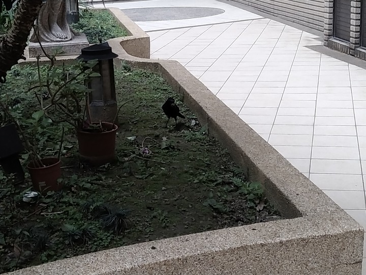我的新鄰居：臺灣紫嘯鶇